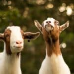 What Sound Do Goats Make and Why?