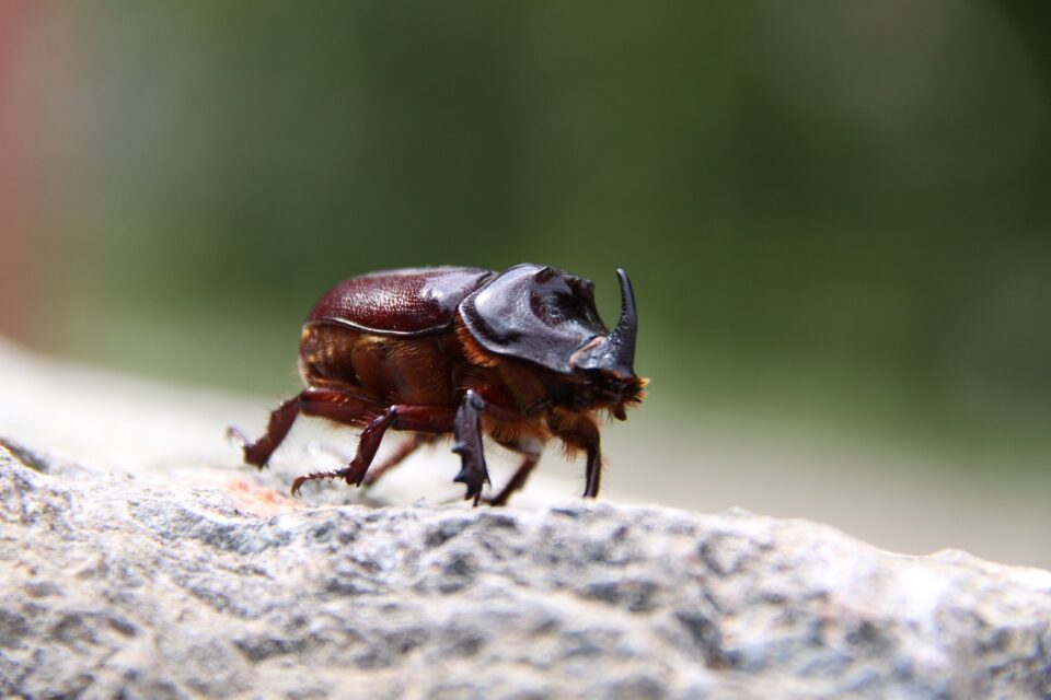 How The Hercules Beetle Lifts 850 Times Its Own Weight Animals Around 