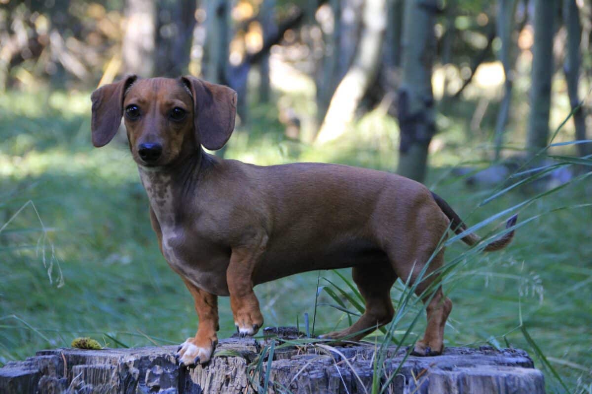 smooth haired Dachshund