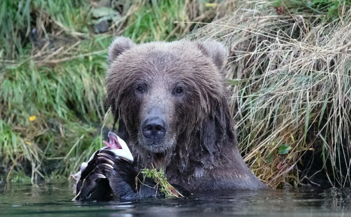 kodiak bear vs. siberian tiger