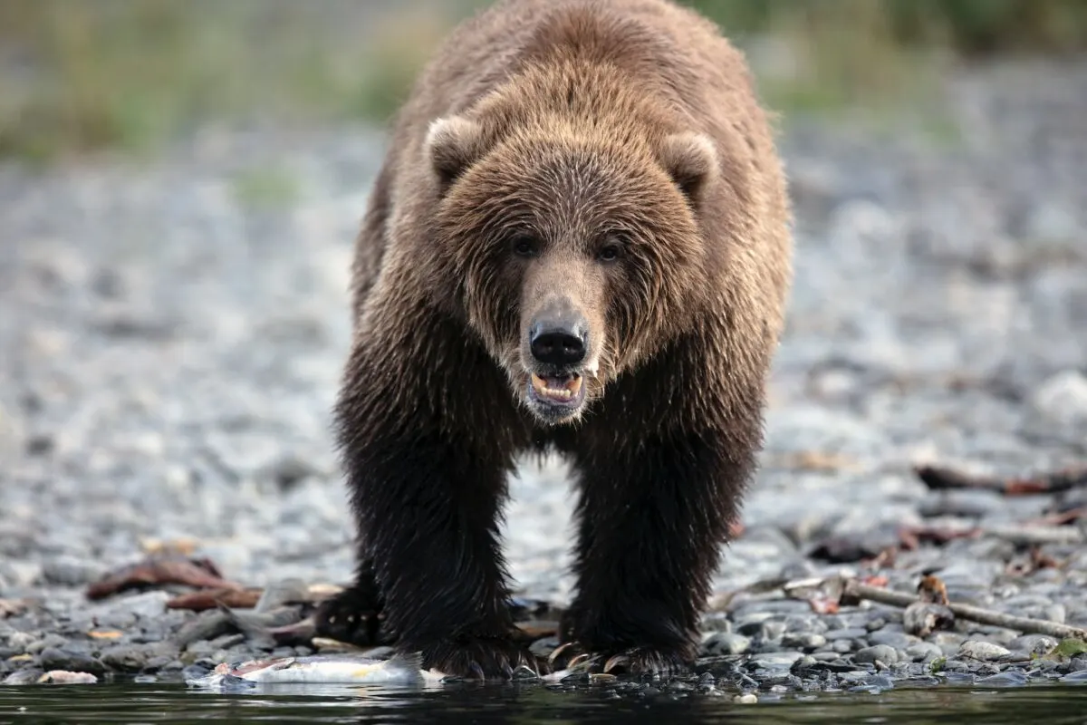 kodiak bear