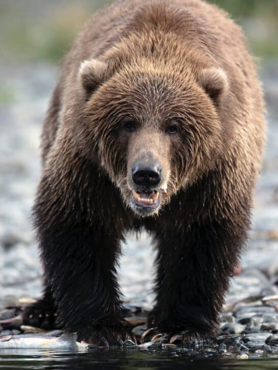 The Largest Bear Ever Encountered in U.S. Wilderness