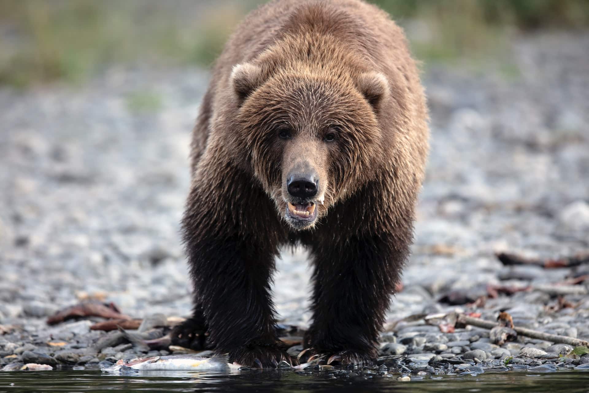 kodiak bear