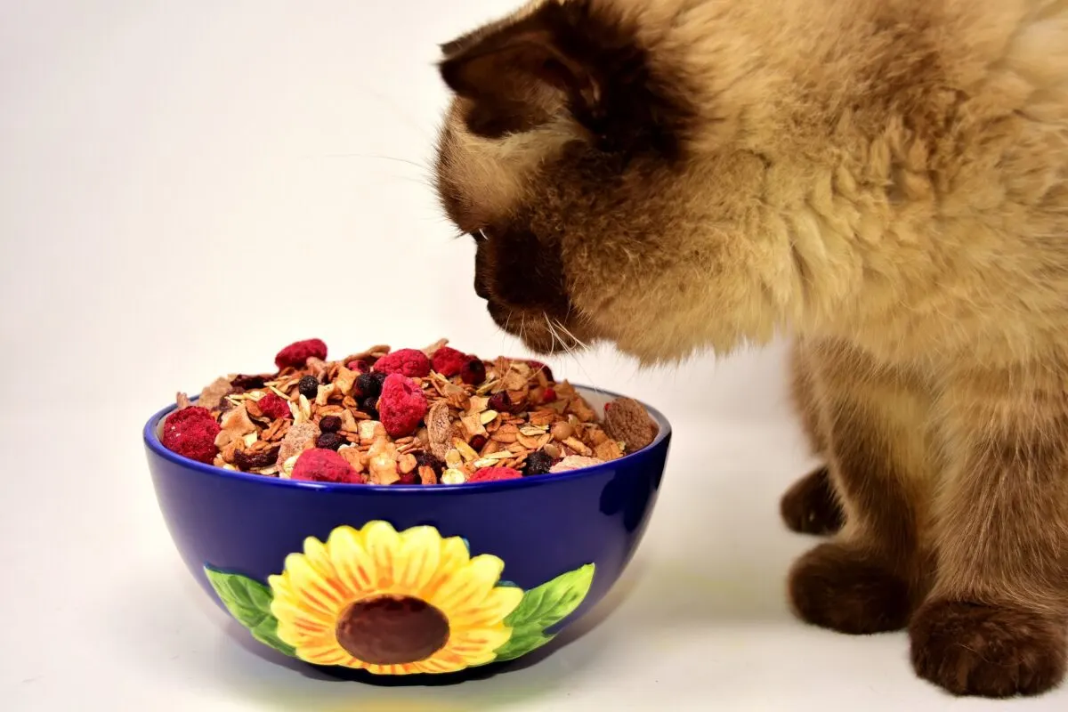 Can Cats Eat Greek Yogurt Yay or Nay Animals Around The Globe
