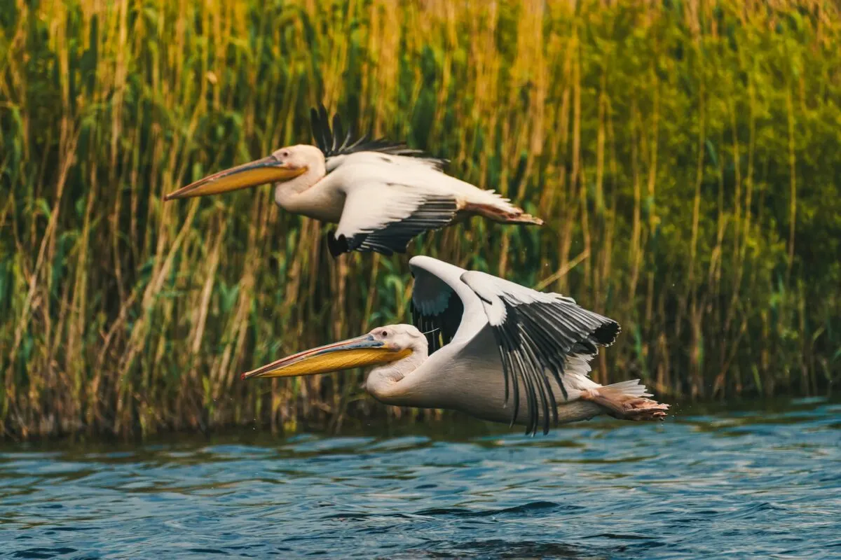 deer vs. pelican