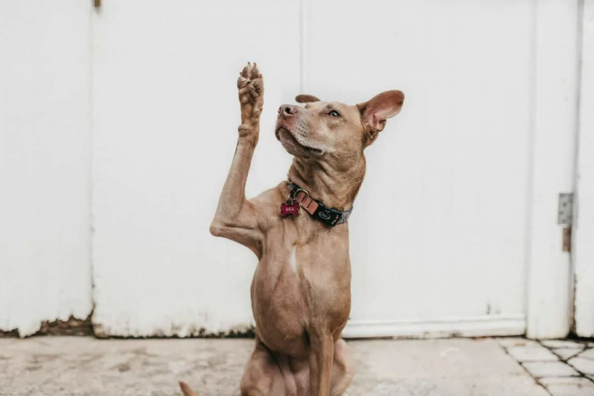 can dogs eat corn