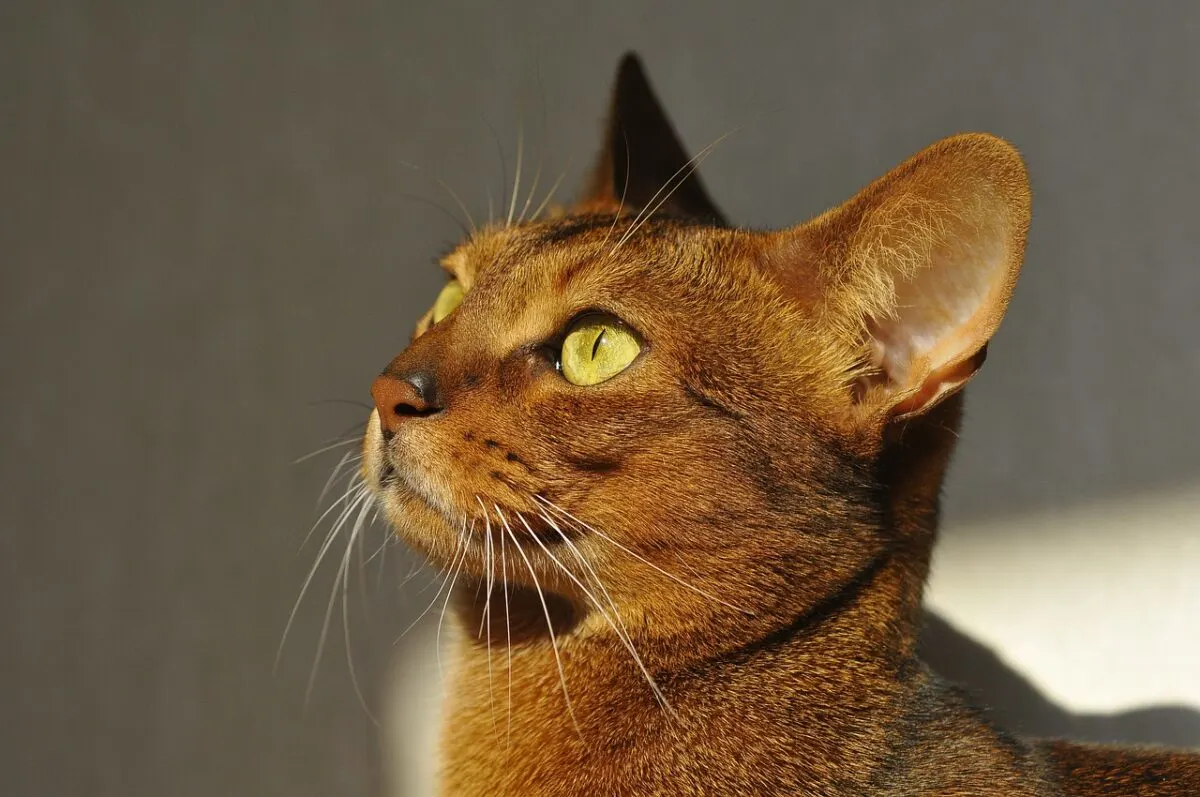 Abyssinian