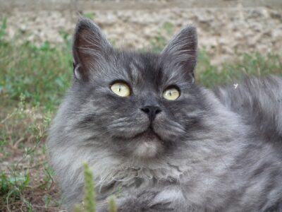 Everything You want to Know Before Adopting a Siberian Cat