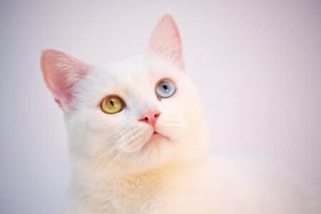The World of the Stunning Turkish Angora Cat Breed