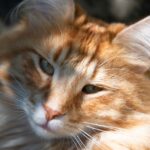 Furry and Fantastic: Norwegian Forest Cats