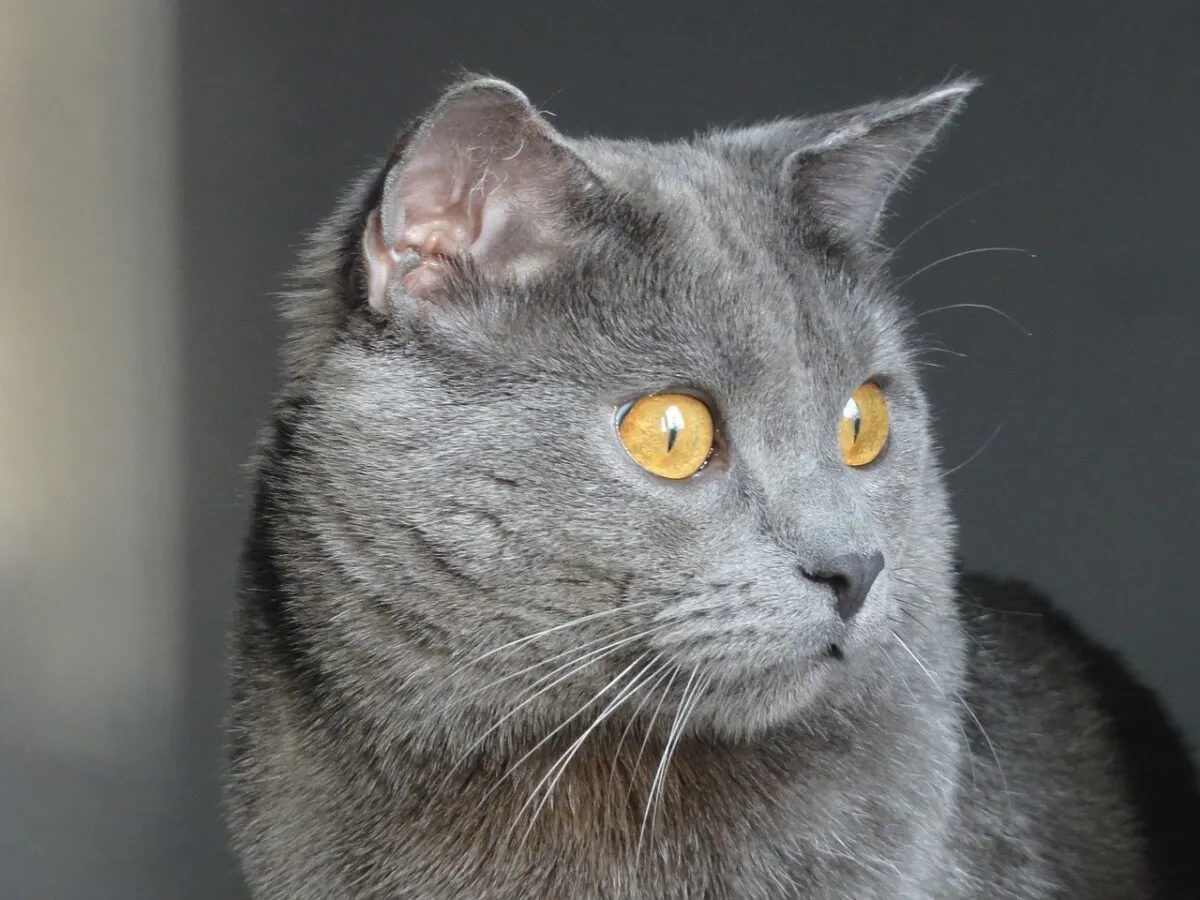 Chartreux Cat 