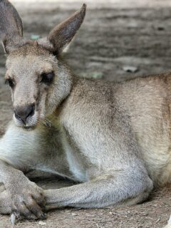 jacked kangaroo
