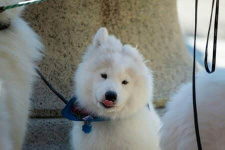 Dog Breeds That Begin With S