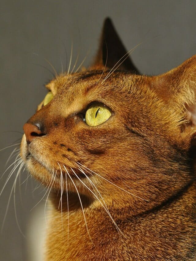 Discover the Abyssinian Cat