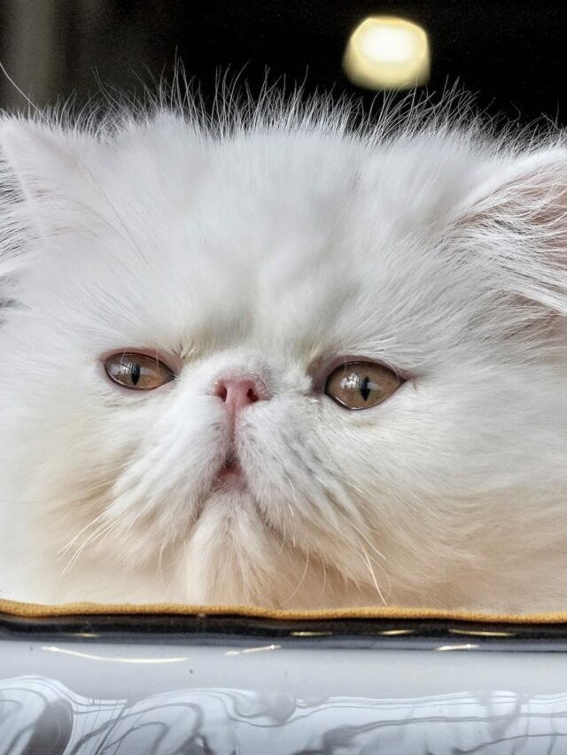 persian cat