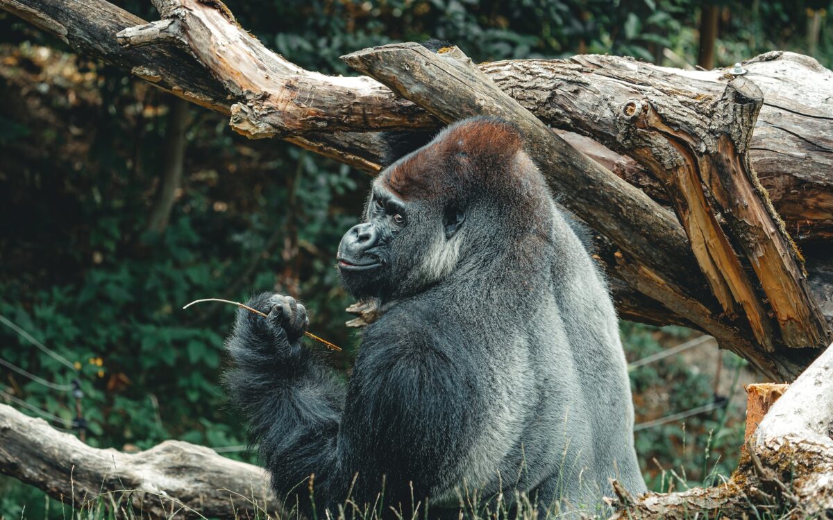 silverback Gorilla Vs. American Black Bear 