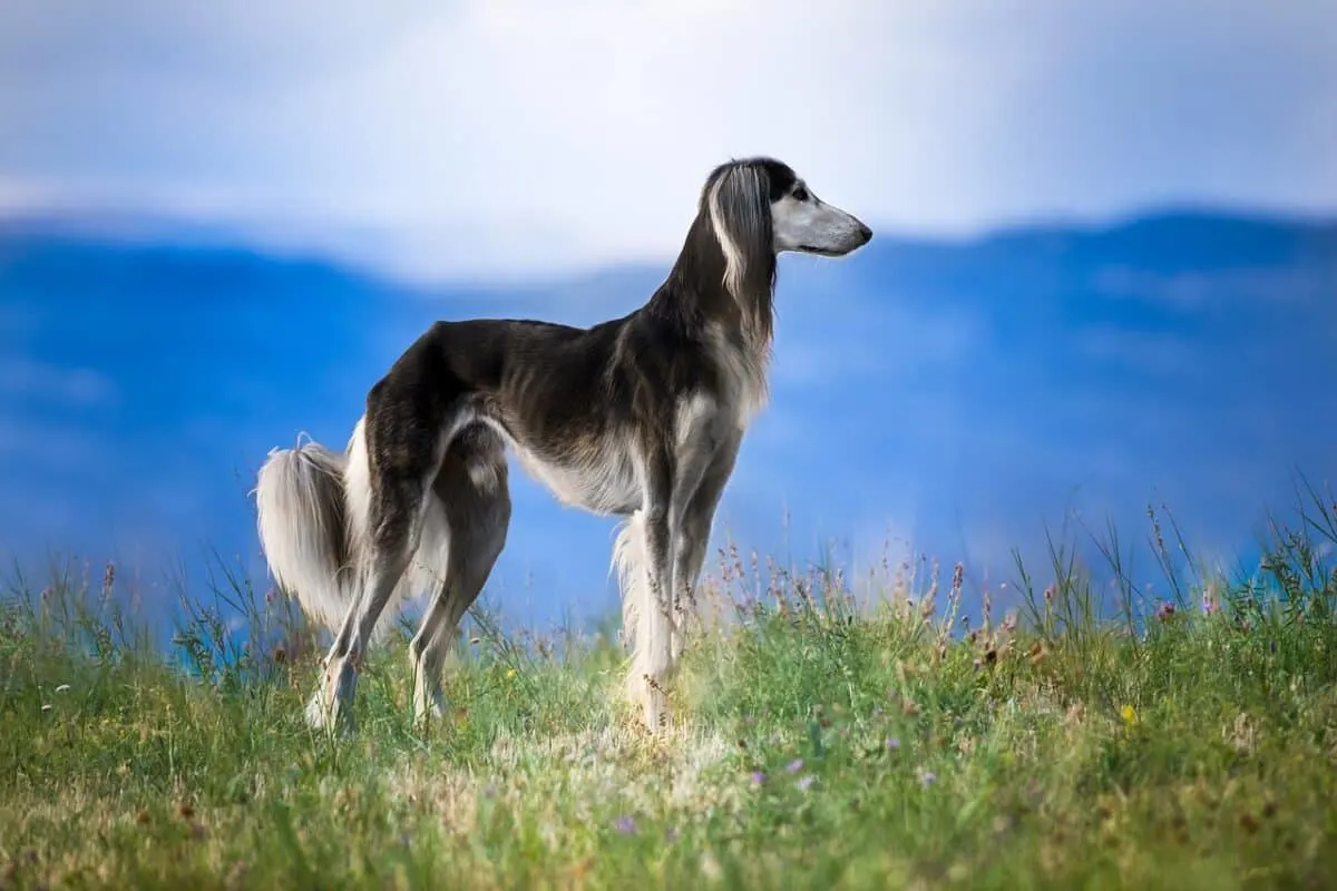 dog breeds that begin with S