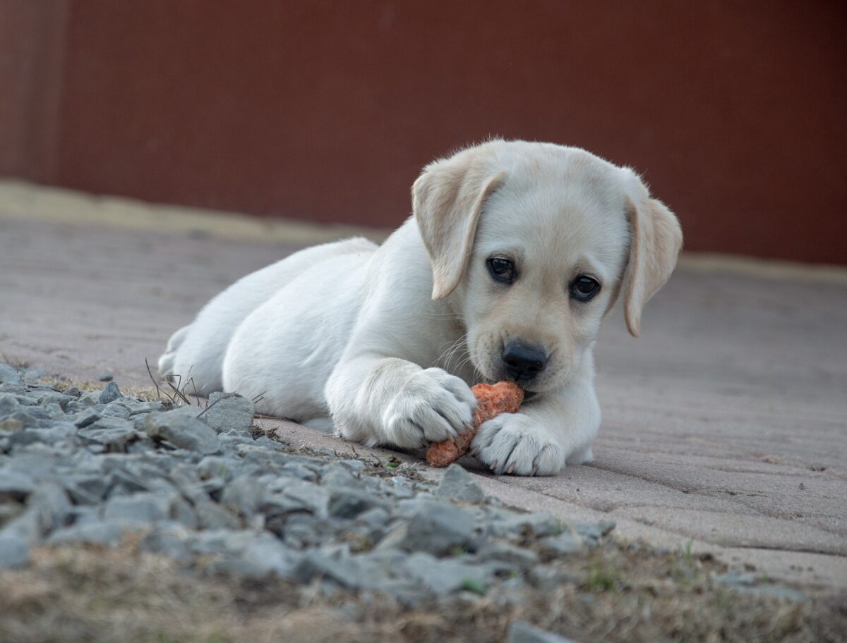 Can Dogs Eat Carrots?