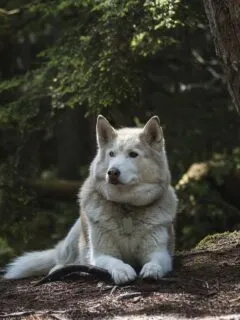 wolf like dogs
