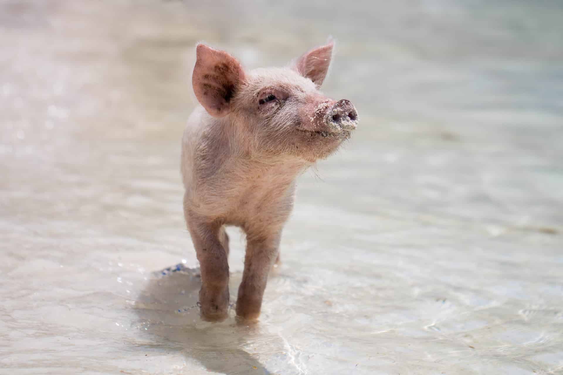 The Scientific Name For Pig - Animals Around The Globe