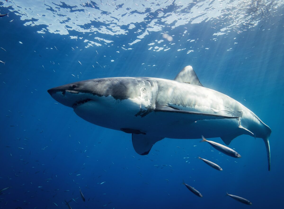great white shark vs. tiger shark