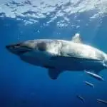 Discover Surfer Touches Great White Shark And Doesn’t Realize It