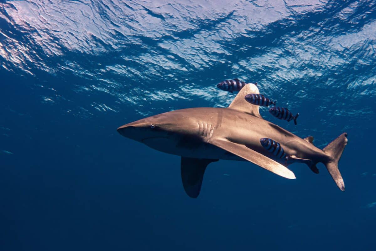 oceanic whitetip