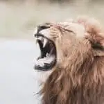 Lion vs. Cobra
