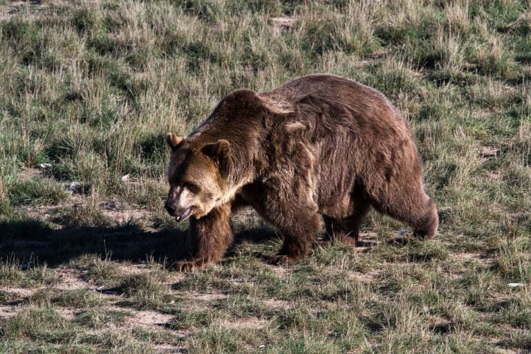 The Ultimate Showdown Between a Grizzly Bear and a Pack of Wolves ...