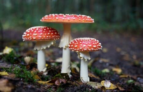 Can Dogs Eat Mushrooms?