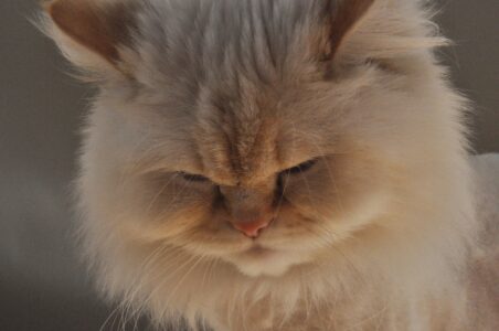 Unveiling the Charm of the Himalayan Cat