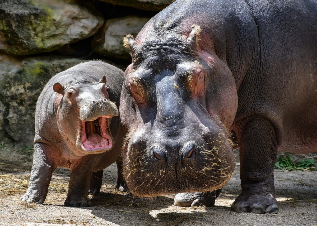 Puma vs. Hippo