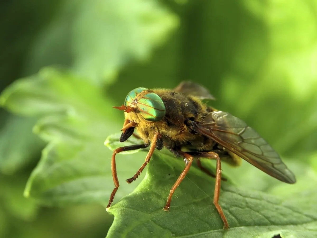 horsefly bite