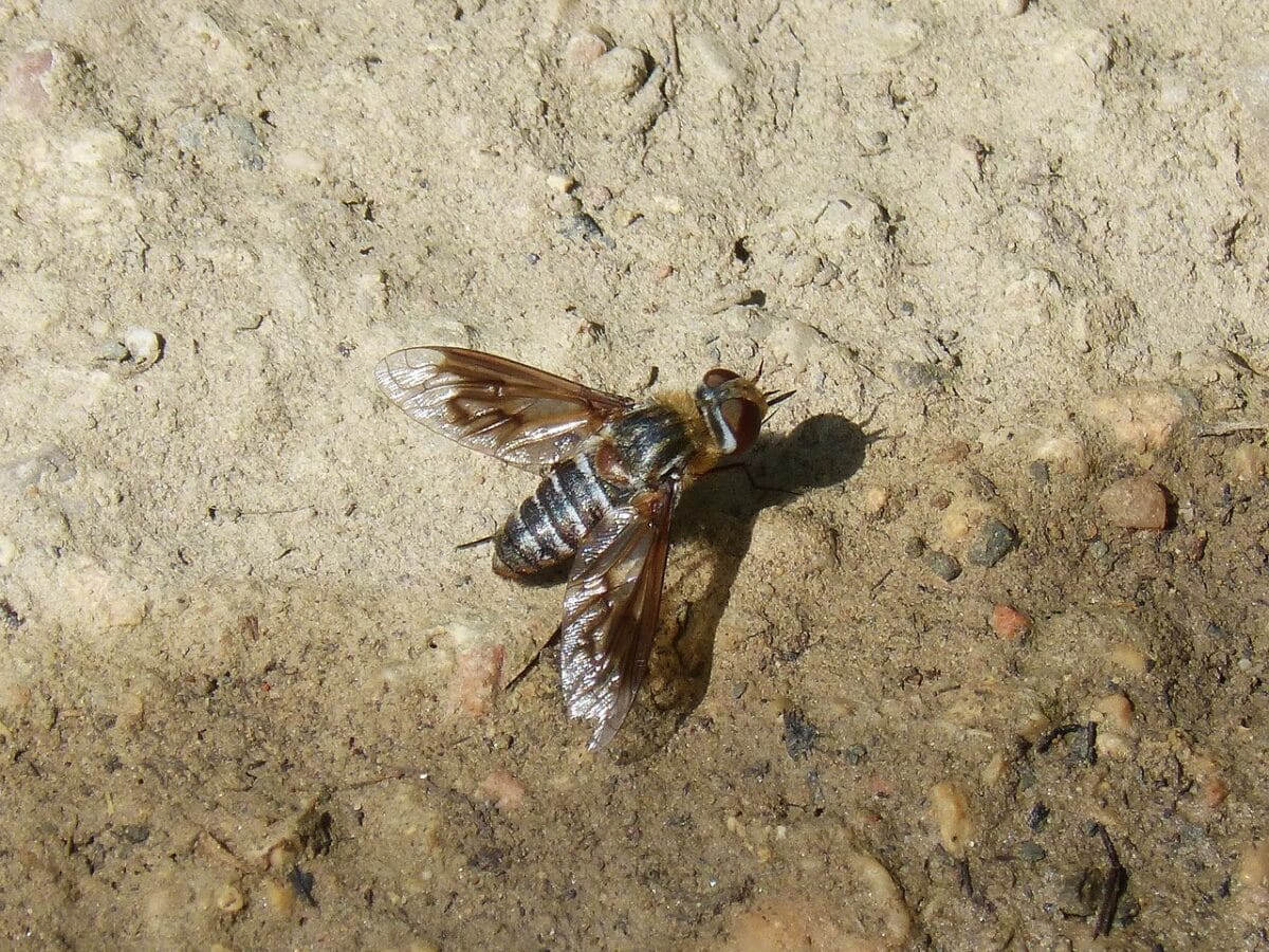 horsefly bite