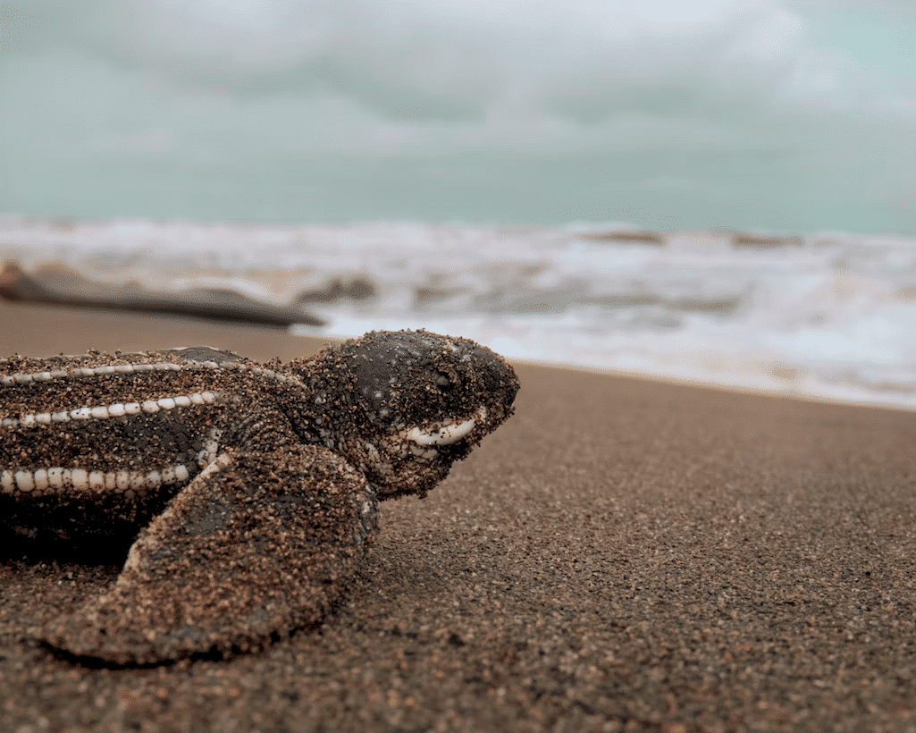 Baby Turtle on beach
