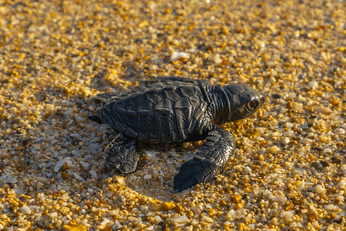 All About Baby Turtles - Animals Around The Globe