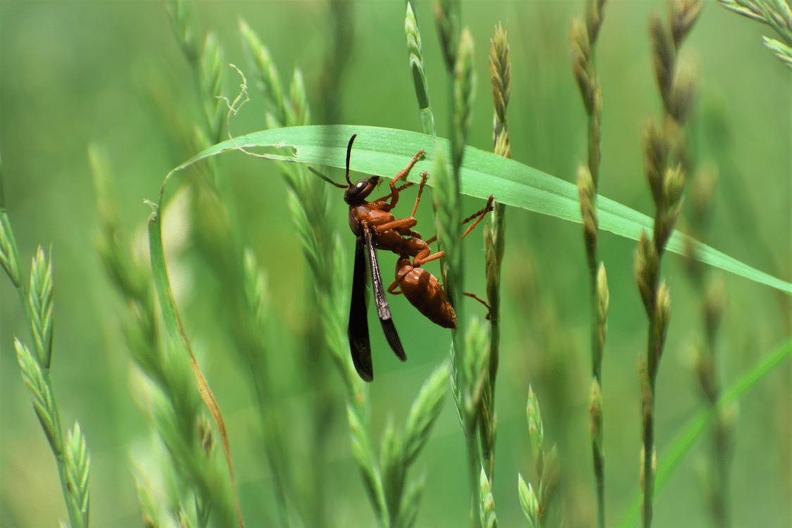red wasp