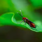 All About Red Wasp