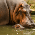 Exploring the World of Baby Hippos