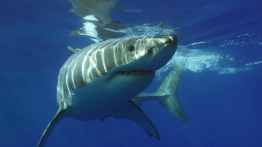 Sharks vs. One Drop of Blood