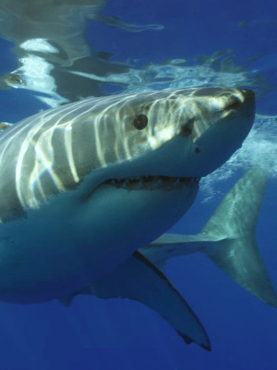 Sharks vs. One Drop of Blood