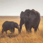 Discover the world of Baby Elephants