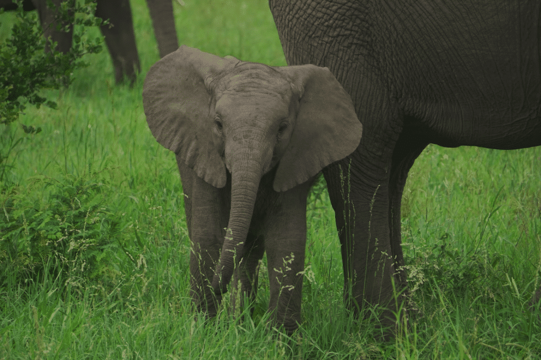 Discover the world of Baby Elephants