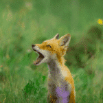 Discover Baby Foxes