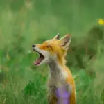 Discover Baby Foxes