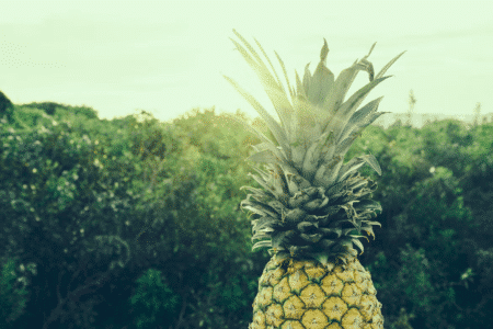 Can Dogs Eat Pineapples?