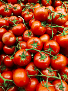 Can Dogs Eat Tomatoes?