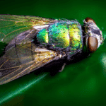 How Long Do Flies Live?