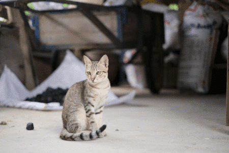 Egyptian Mau