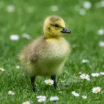 All About Baby Ducks